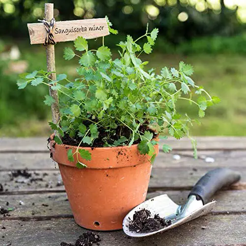 beautiful Herbs That Are Perennials That You Can Plant Once and Use Forever