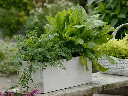 Window Box Herbs 11