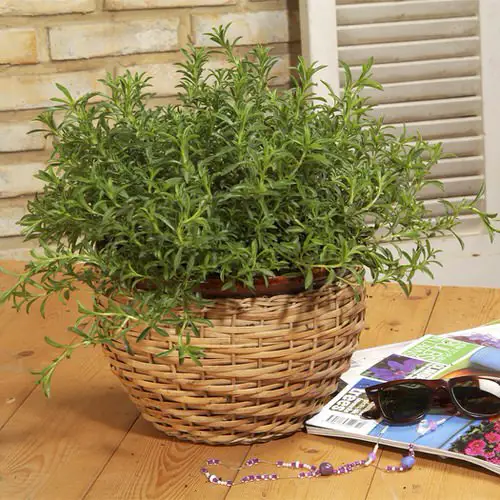 lovely Herbs That Are Perennials That You Can Plant Once and Use Forever