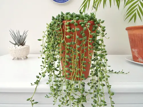 Plants That Look Like String of Hearts 12