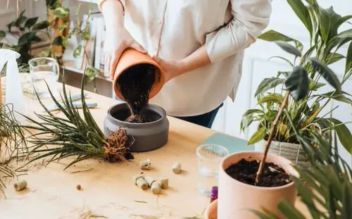 Indoor Gardening Tip 3