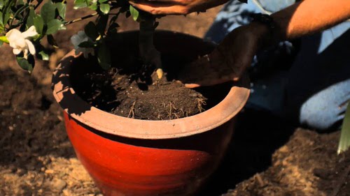 Gardenia Buds Turning Brown soil ph level