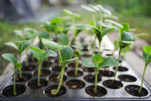 Best Homemade Seed Starting Mix Recipes