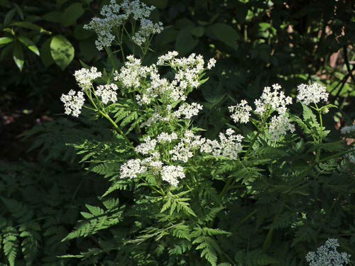 Plant Once and Enjoy Years of Benefits from Perennial Herbs