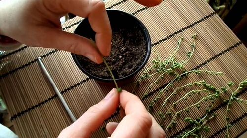 Image Showing How to Grow String of Pearls