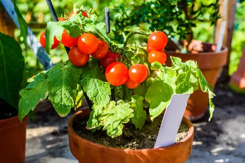 Propagating Tomatoes 3