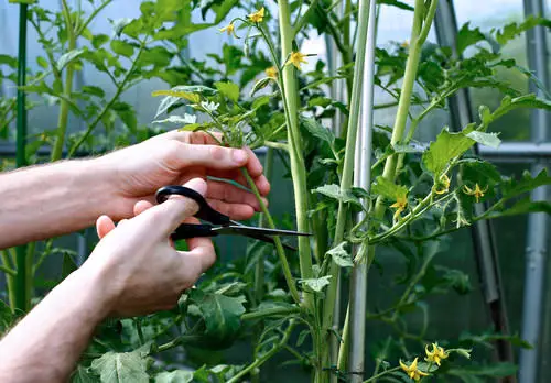 Propagating Tomatoes 2