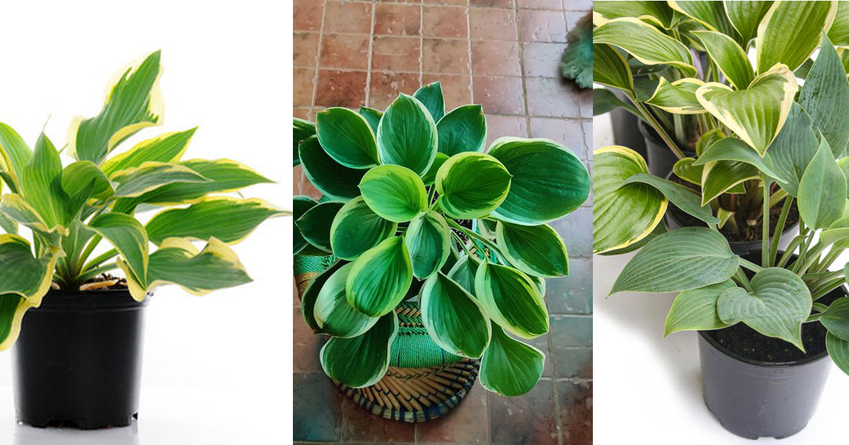 How to Grow Hostas Indoors | Hosta Houseplant Care | Balcony Garden Web