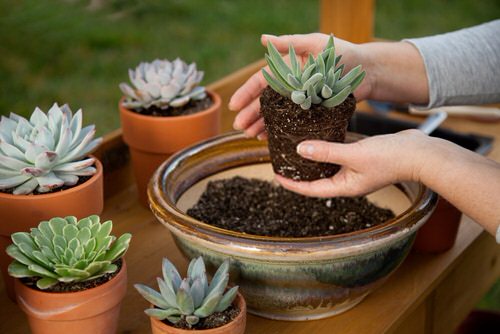 Selecting the Right Pot is the Key