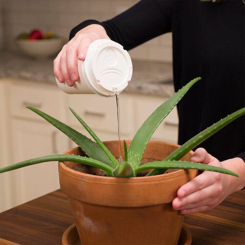 Cheap Gardening Tricks Every Gardener Should Know 87