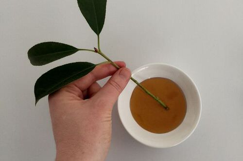 Cheap Gardening Tricks Every Gardener Should Know 12