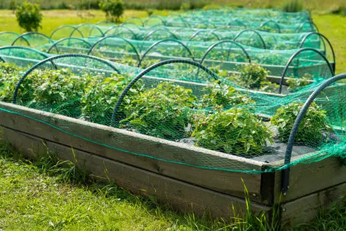 Cheap Gardening Tricks Every Gardener Should Know 90