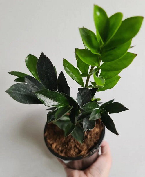 Types of ZZ Plant Varieties