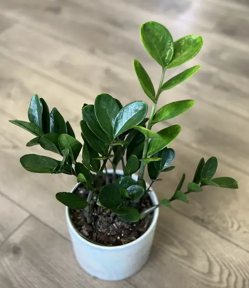 beautiful Types of ZZ Plant Varieties To Grow Indoors