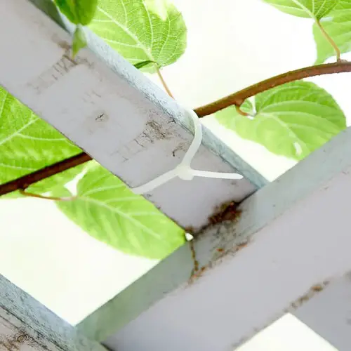 Cheap Gardening Tricks Every Gardener Should Know 3