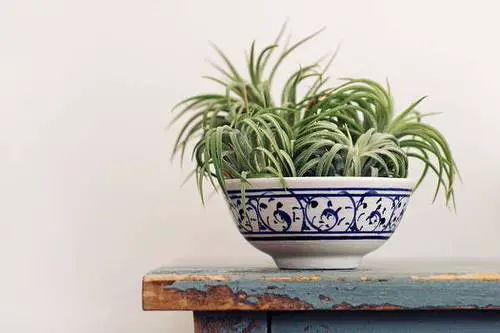 Air Plant 