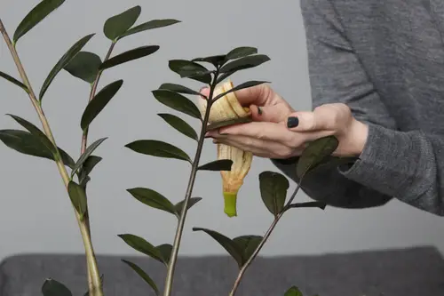 image showing use of Banana peels to clean water strain