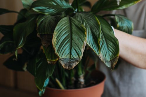 Calathea Leaves Turning Brown and Yellow