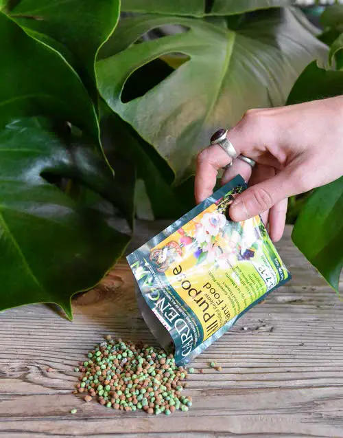 Indoor Gardening Tips for Big and Healthy Houseplants 3