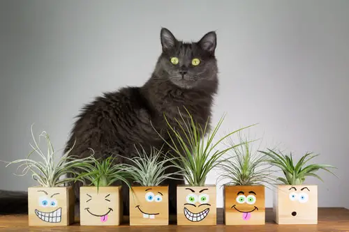 Air Plant Poisoning in Cats and Dogs