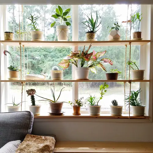 image of Plant Displaying Ideas 7