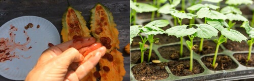 Seed Starting Tricks to Grow Bittermelons from Seeds