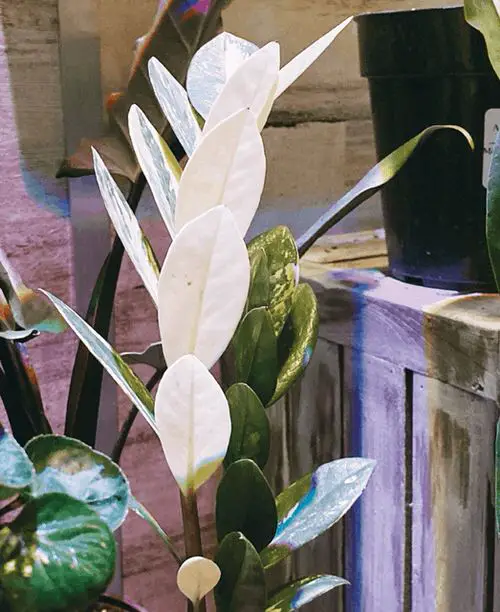 Types of ZZ Plant Varieties To Grow Indoors