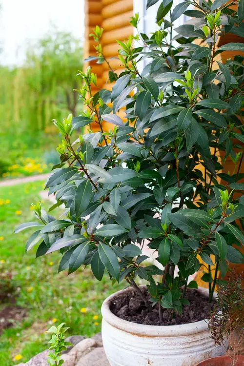 best Herbs That Are Perennials That You Can Plant Once and Use Forever