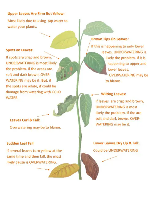 Plant Nutrient Deficiency in Picture 7