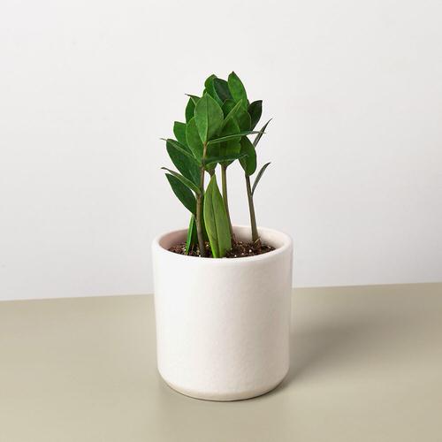 amazing Types of ZZ Plant Varieties To Grow Indoors