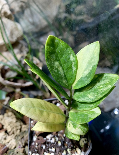 ZZ Plant Varieties To Grow Indoors