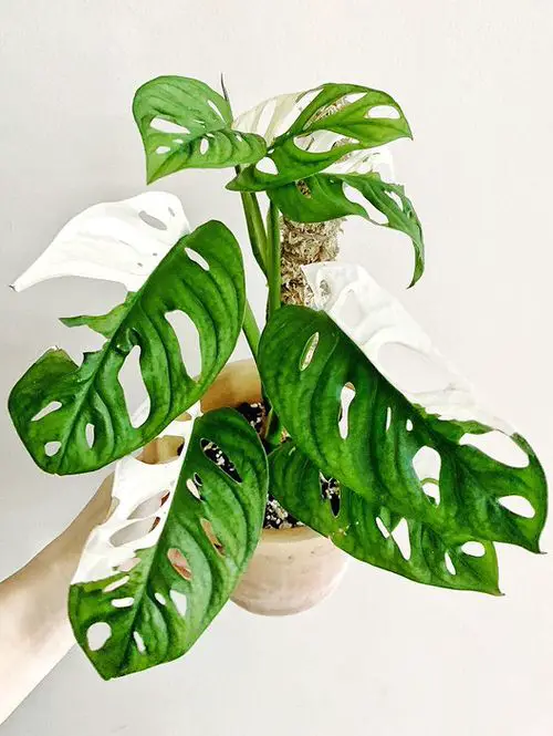Monstera Adansonii Variegata image