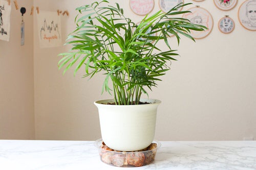 Indoor Gardening Tips for Big and Healthy Houseplants 4