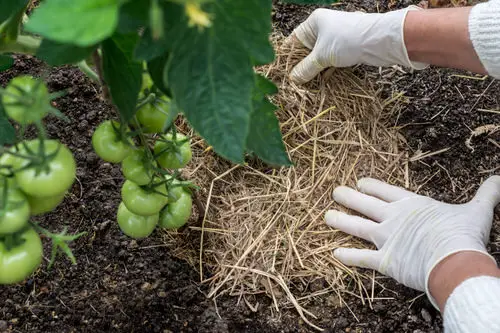 Cheap Gardening Tricks Every Gardener Should Know | use of Mulch with Dry and Dead Leaves 