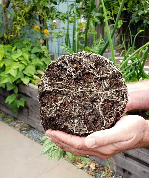 Mycorrhizal Inoculation for spider plant 