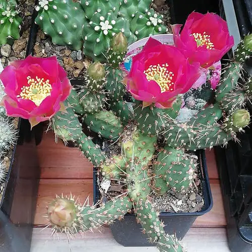Canadian Houseplants 3