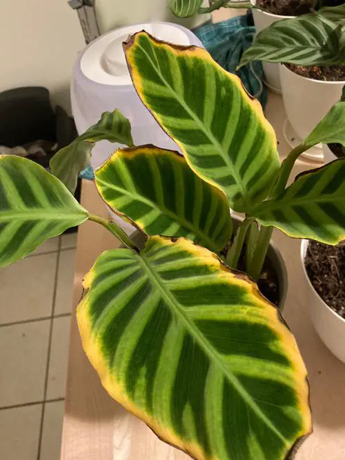 Calathea Leaves Turning Brown and Yellow 3