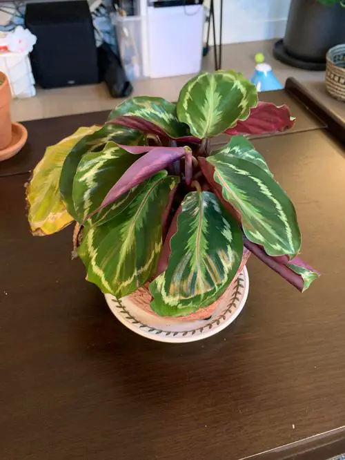 Calathea Brown Edges 4