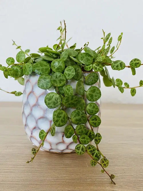 String of Hearts Alternatives 8