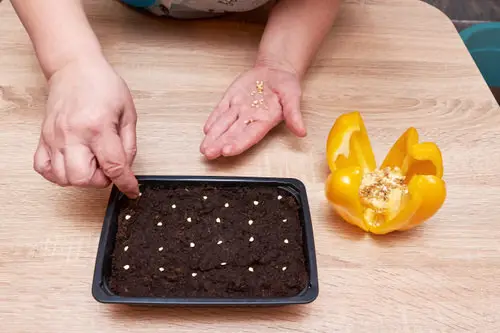 Genius Seed Starting Tricks 8
