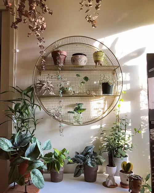 Plant Displaying Ideas 6