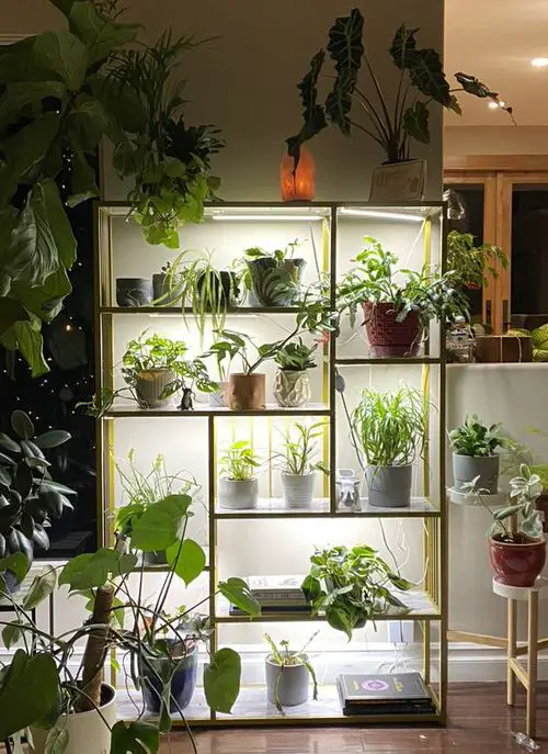 Plant Displaying Ideas 57