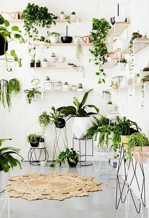 Plant Displaying Ideas 5