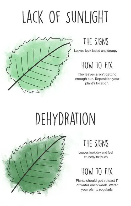 Plant Nutrient Deficiency in Picture 3