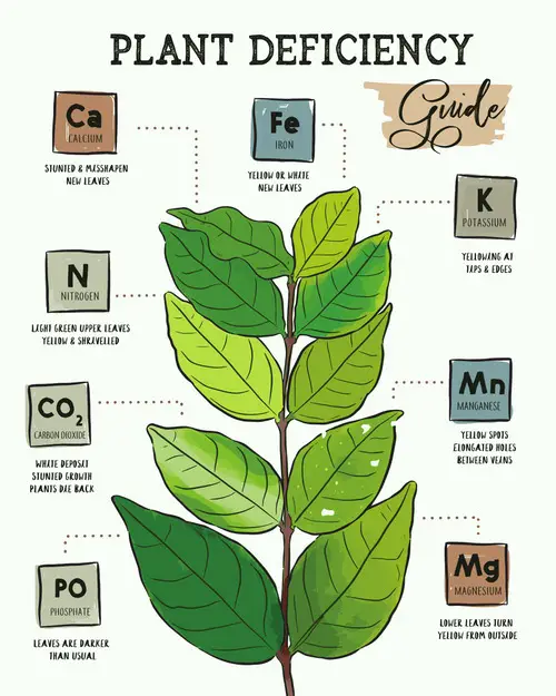 Plant Nutrient Deficiency in Picture 5