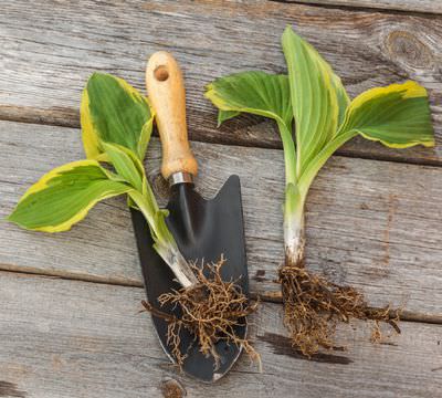 How to Grow Hostas Indoors 2
