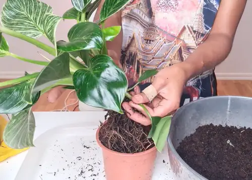 Philodendron Birkin 3
