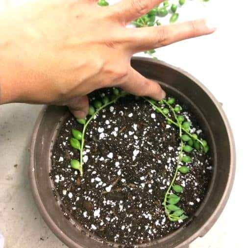 Select the Right Growing Medium
