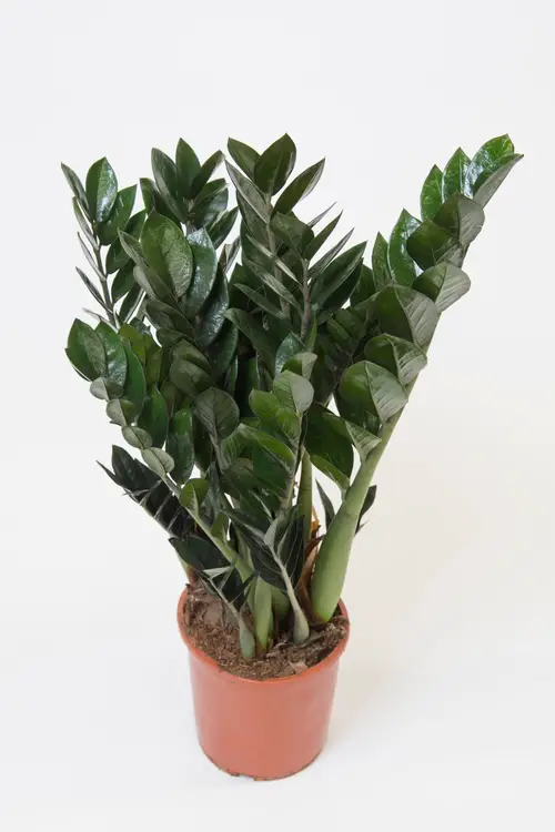 best Types of ZZ Plant Varieties To Grow Indoors