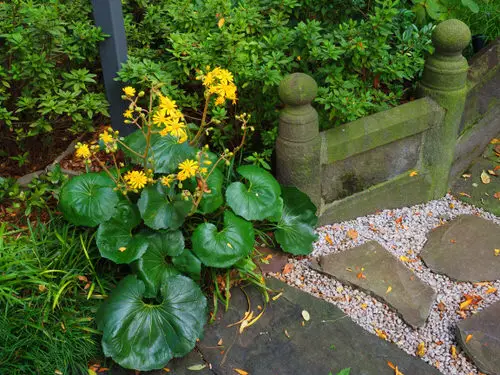 leopard plants for your garden
